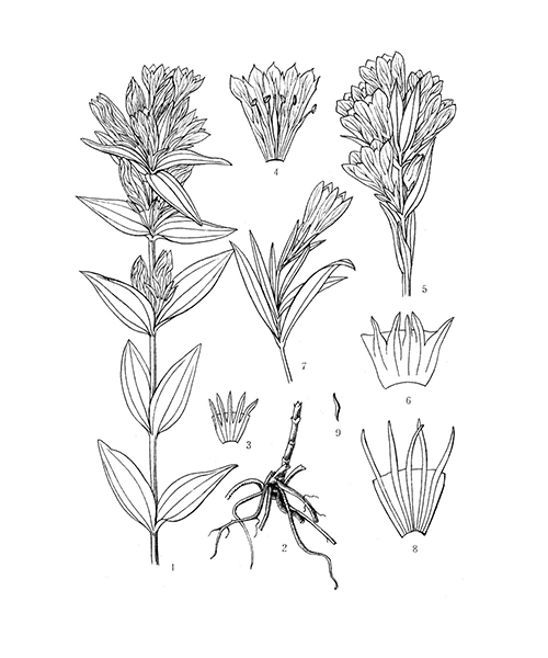 Natural compounds from  Gentiana scabra